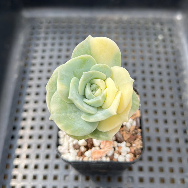 Graptoveria 'Lovely Rose' Variegated 2" Succulent Plant