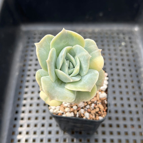 Graptoveria 'Lovely Rose' Variegated 2" Succulent Plant