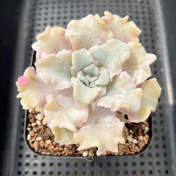 Echeveria 'Crispate Beauty' 3"-4" Succulent Plant