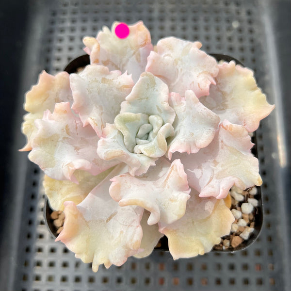 Echeveria 'Crispate Beauty' 3"-4" Succulent Plant