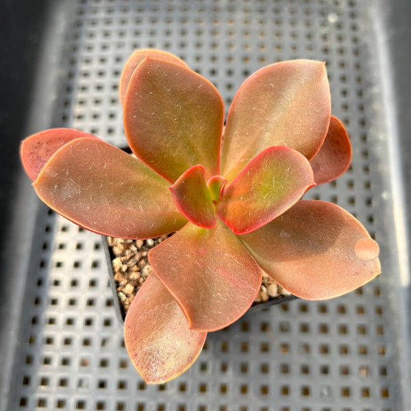 Echeveria 'Primadonna' Non-Variegated 2" Succulent Plant