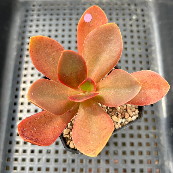 Echeveria 'Primadonna' Non-Variegated 2" Succulent Plant