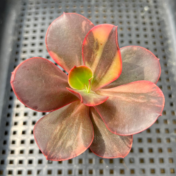 Echeveria 'Primadonna' Variegated 2" Succulent Plant