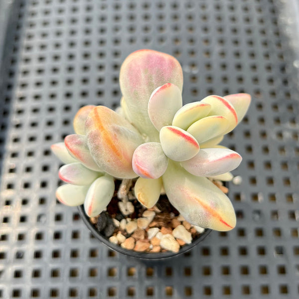 Cotyledon 'Orbiculata' Variegated 2" Succulent Plant