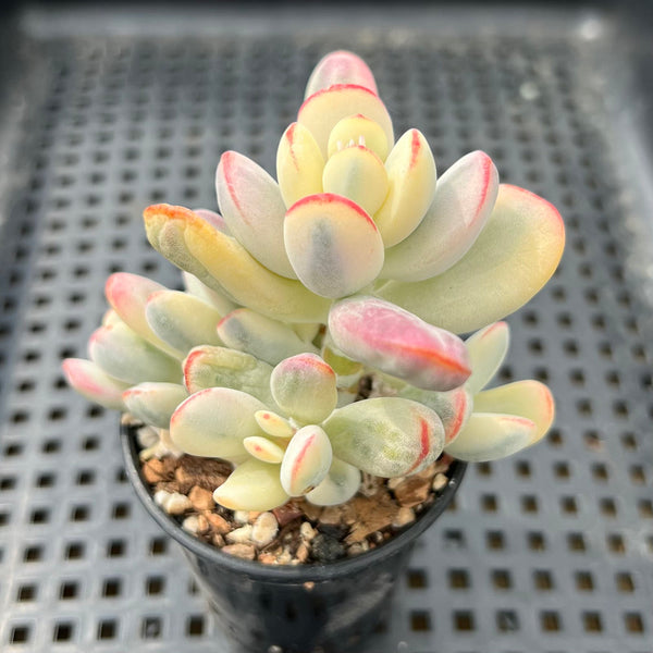 Cotyledon 'Orbiculata' Variegated 2" Succulent Plant