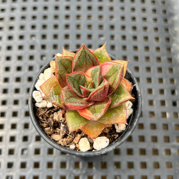 Echeveria 'Monocerotis' Variegated 1" Succulent Plant