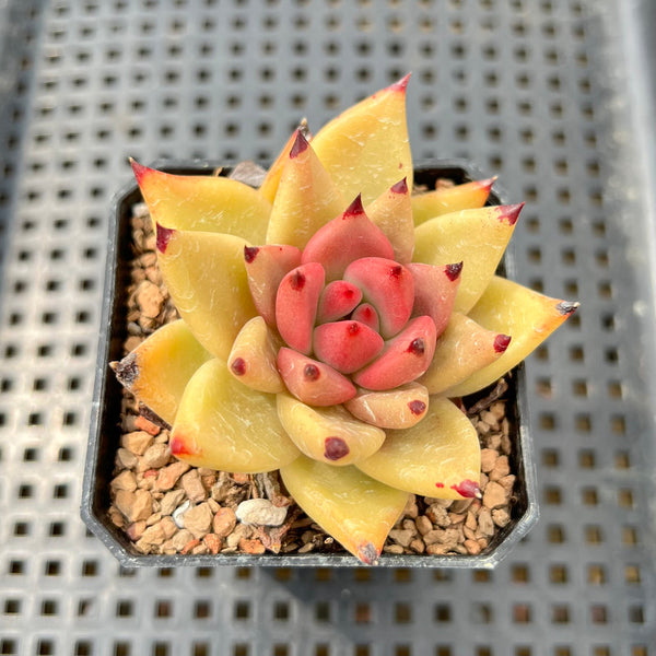 Echeveria Agavoids 'Honey Pink' 2" Succulent Plant