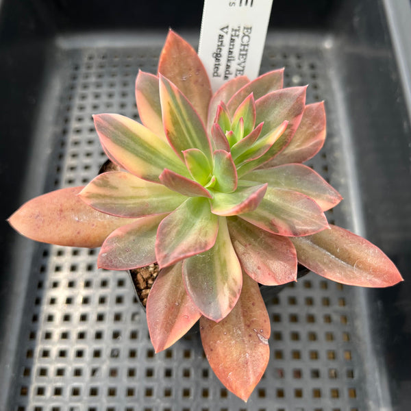 Echeveria 'Hanaikada' Variegated 3" Succulent Plant