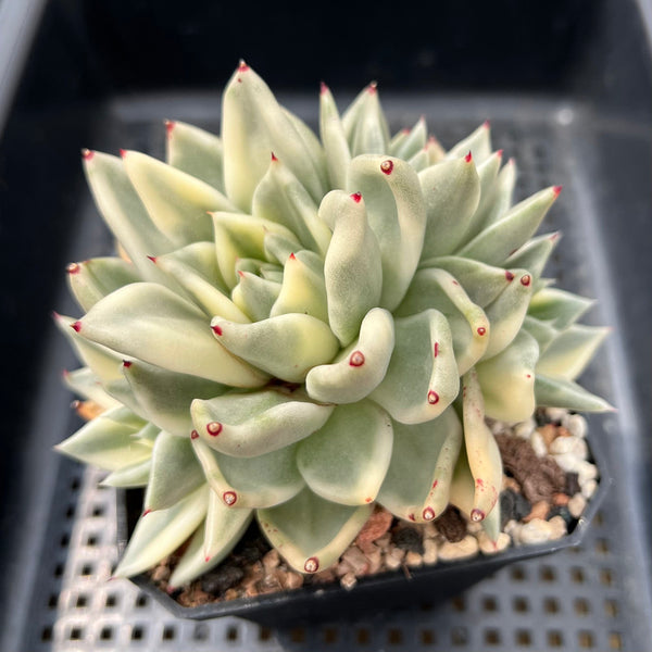 Echeveria Agavoides 'Agnes' Variegated 4" Succulent Plant