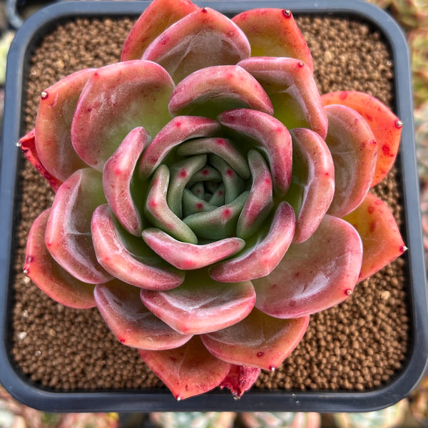 Echeveria 'Pink Champaign' 4"-5" Succulent Plant Cutting