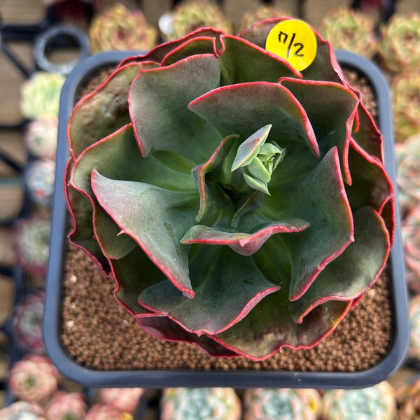 Echeveria sp. 3" Succulent Plant Cutting