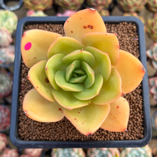 Echeveria 'Jupiter' 3" Succulent Plant Cutting