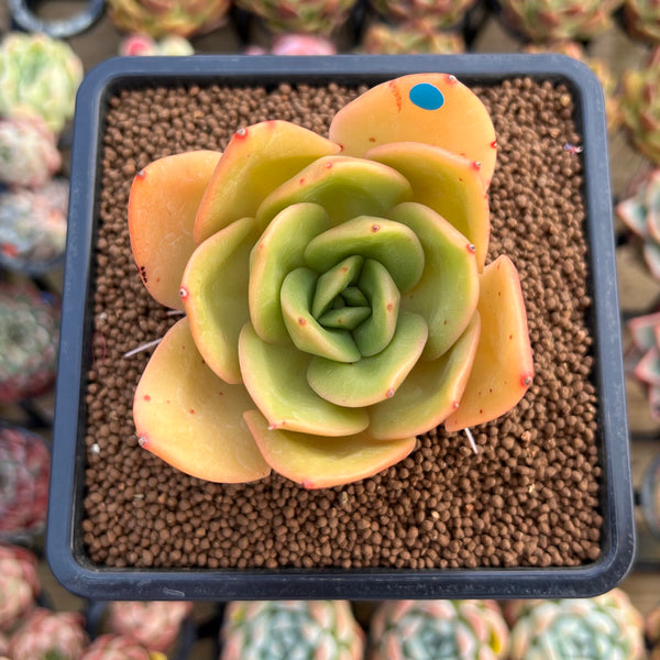 Echeveria 'Jupiter' 3" Succulent Plant Cutting