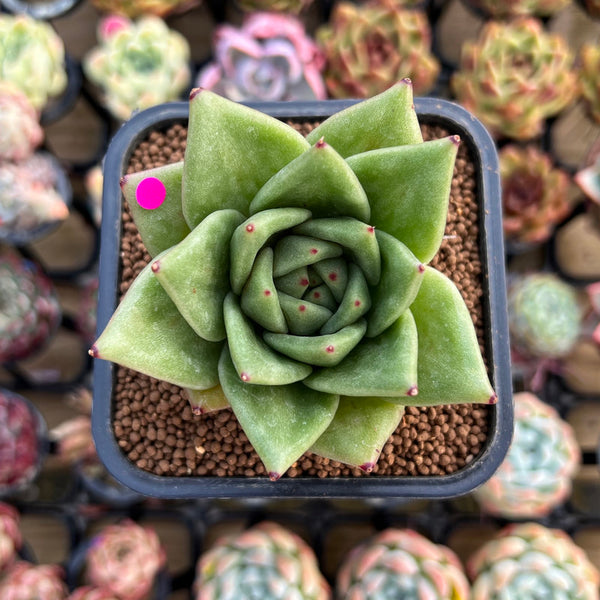 Echeveria Agavoides 'Wrinkle Maria' Wide-Leaf 2" Succulent Plant Cutting