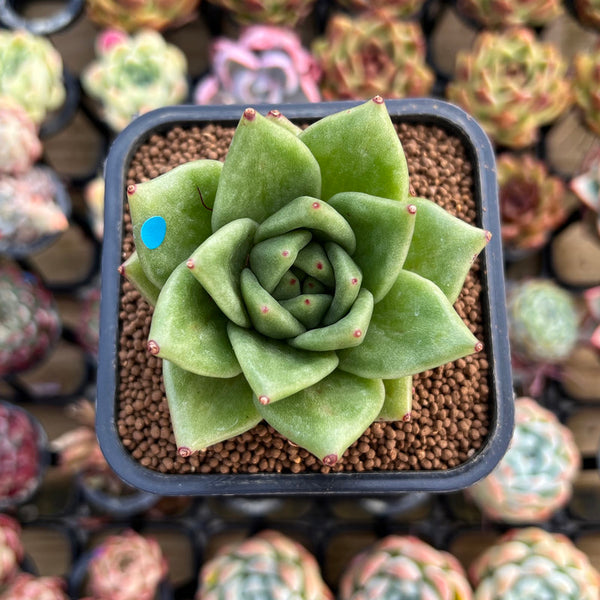 Echeveria Agavoides 'Wrinkle Maria' Wide-Leaf 2" Succulent Plant Cutting