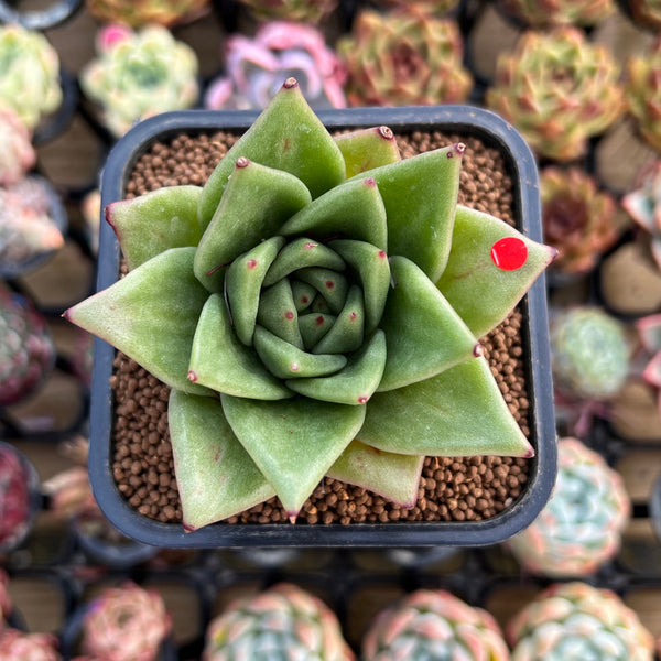 Echeveria Agavoides 'Wrinkle Maria' Wide-Leaf 2" Succulent Plant Cutting