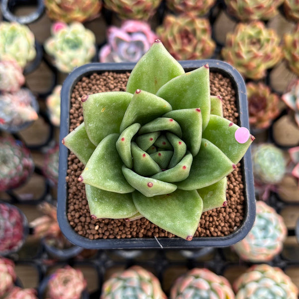 Echeveria Agavoides 'Wrinkle Maria' Wide-Leaf 2" Succulent Plant Cutting