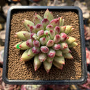 Pachyphytum 'Yeonji' 2" Succulent Plant Cutting