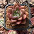 Graptoveria 'Love' 2" Succulent Plant Cutting