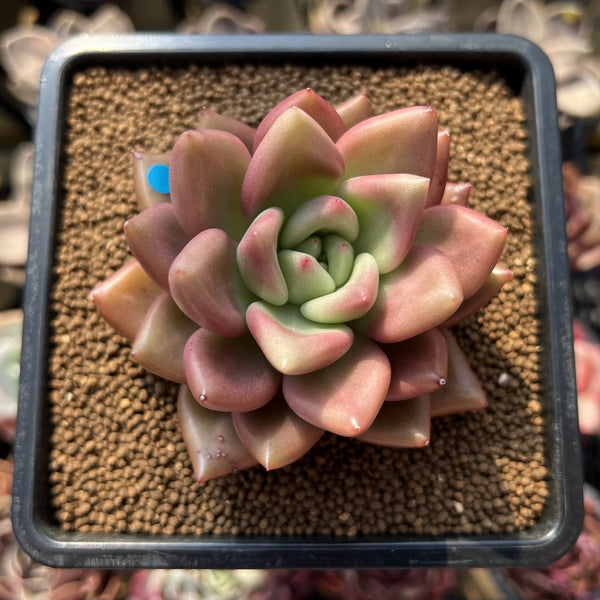 Graptoveria 'Love' 2" Succulent Plant Cutting