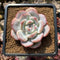 Echeveria 'Baidu' 2" Succulent Plant Cutting