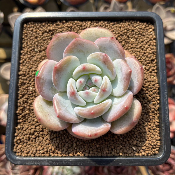 Echeveria 'Baidu' 2" Succulent Plant Cutting