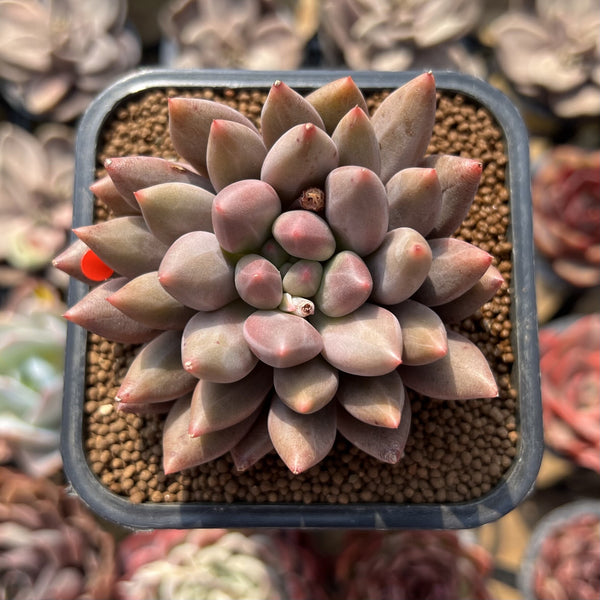 Pachyphytum 'Angels Finger' 2" Succulent Plant Cutting