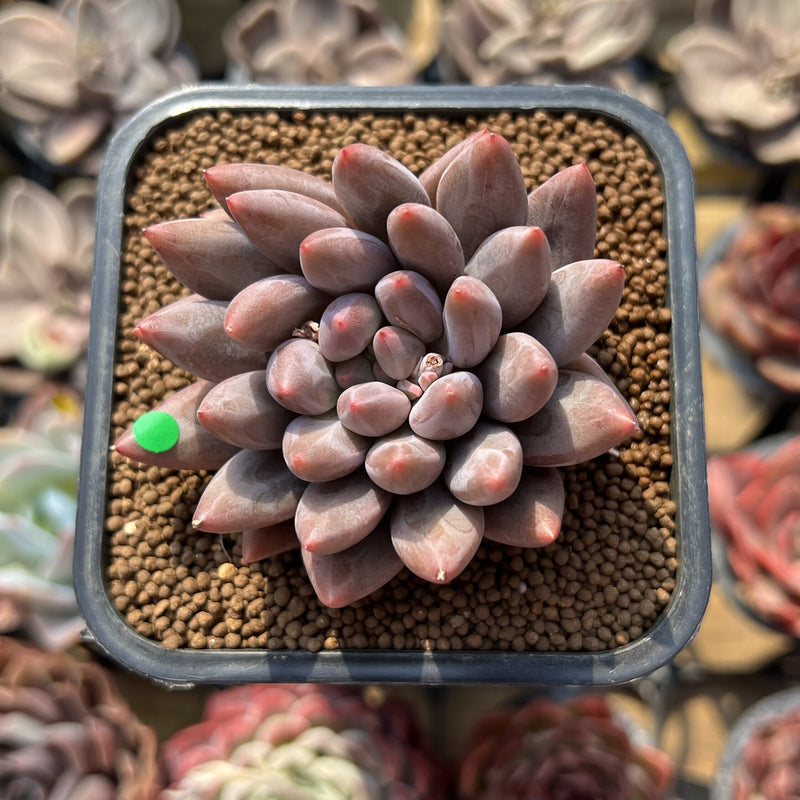 Pachyphytum 'Angels Finger' 2" Succulent Plant Cutting