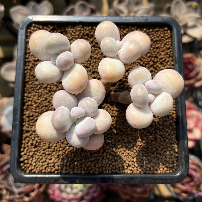 Graptoveria 'Moonstone' 2" Succulent Plant Cutting