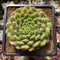 Echeveria 'Abiyu' 2" Setosa Hybrid Succulent Plant Cutting