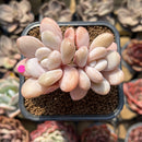 Graptopetalum 'Peach Honey' 2" New Hybrid Succulent Plant Cutting