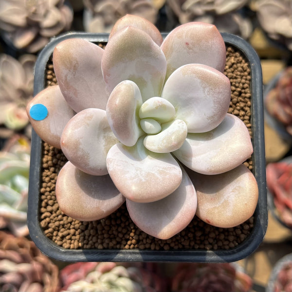 Graptoveria 'Queens Bowl' 2" Succulent Plant Cutting