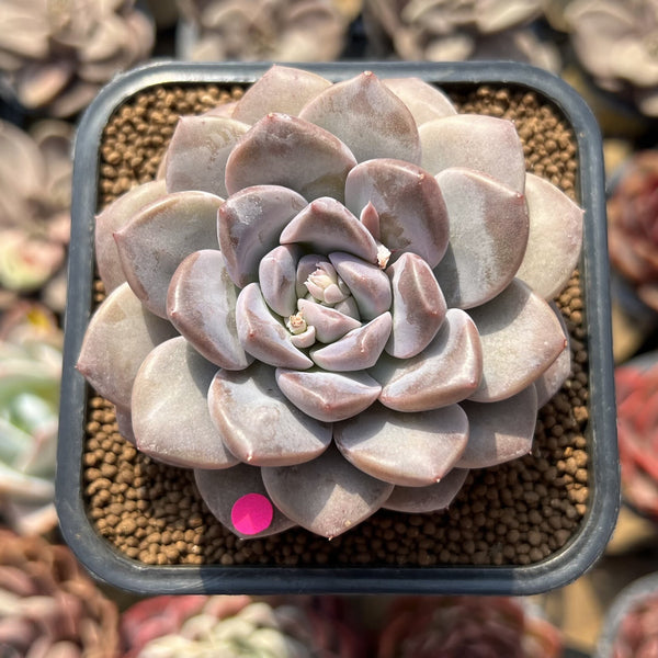 Graptoveria 'Highstone' 2" Succulent Plant Cutting