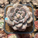 Graptoveria 'Highstone' 2" Succulent Plant Cutting