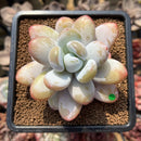 Jeronimoa Cuicatecana 2" Succulent Plant Cutting