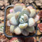 Jeronimoa Cuicatecana 2" Succulent Plant Cutting