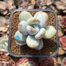 Jeronimoa Cuicatecana 2" Succulent Plant Cutting