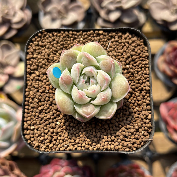 Echeveria 'Albi Drop' 1" Succulent Plant Cutting