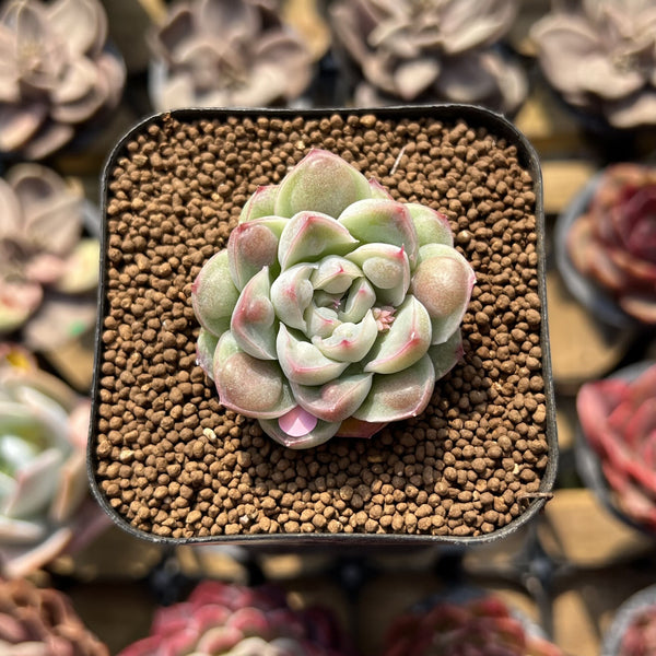 Echeveria 'Albi Drop' 1" Succulent Plant Cutting