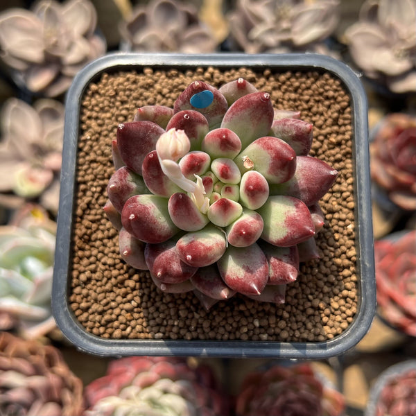 Pachyphytum 'Yeonji' 1" Succulent Plant