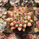 Pachyphytum 'Yeonji' 2" Succulent Plant