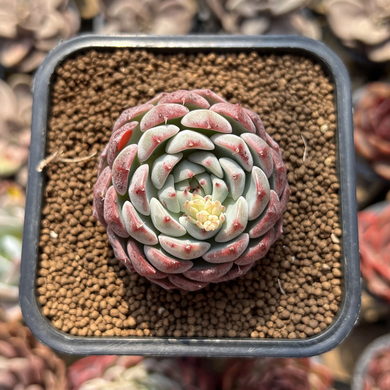 Echeveria ‘Aaron’ 1"-2" Succulent Plant Cutting