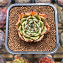 Echeveria Agavoides 'Black Cat' 2" Succulent Plant Cutting