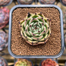 Echeveria Agavoides 'Black Cat' 2" Succulent Plant Cutting