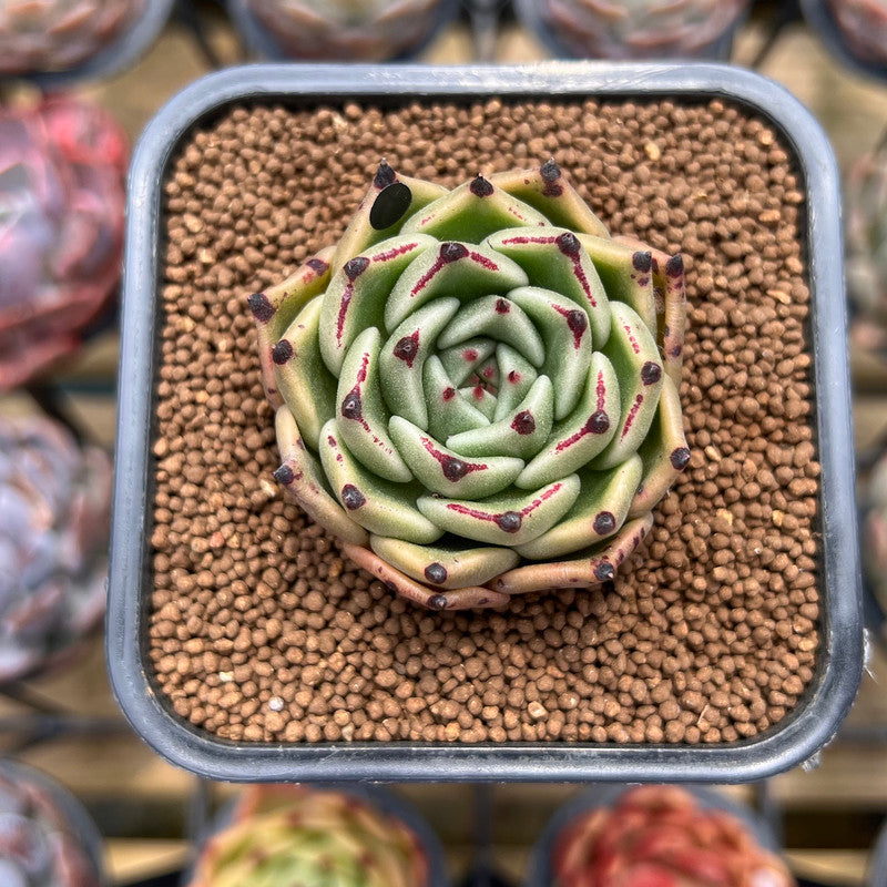 Echeveria Agavoides 'Black Cat' 2" Succulent Plant Cutting