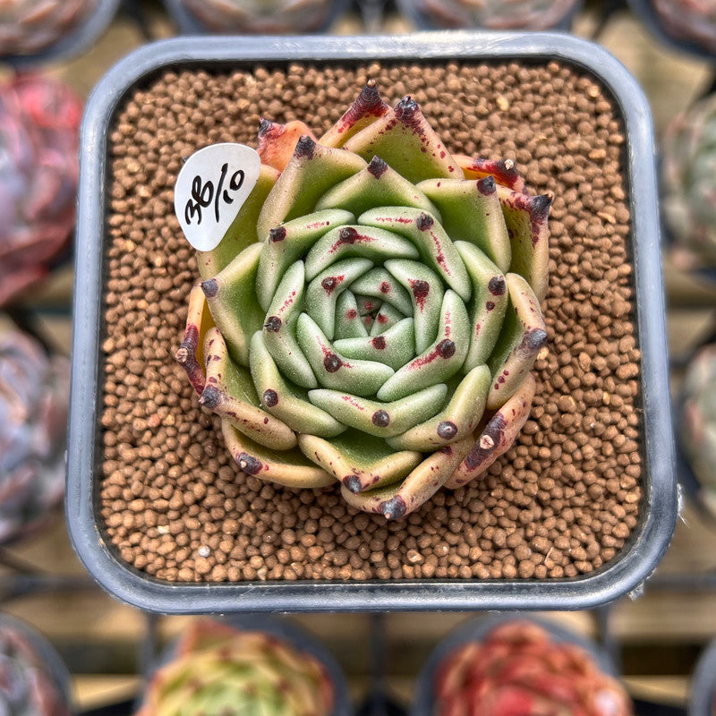 Echeveria Agavoides 'Black Cat' 2" Succulent Plant Cutting