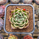 Echeveria Agavoides 'Black Cat' 2" Succulent Plant Cutting