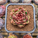 Echeveria 'Black Rose' 1"-2" Succulent Plant Cutting