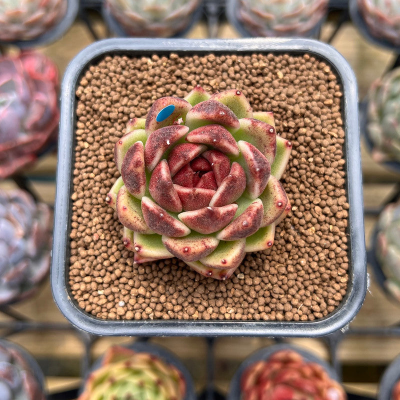 Echeveria 'Black Rose' 1"-2" Succulent Plant Cutting