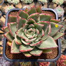 Echeveria Agavoides 'Maria' Variegated 3" Succulent Plant Cutting